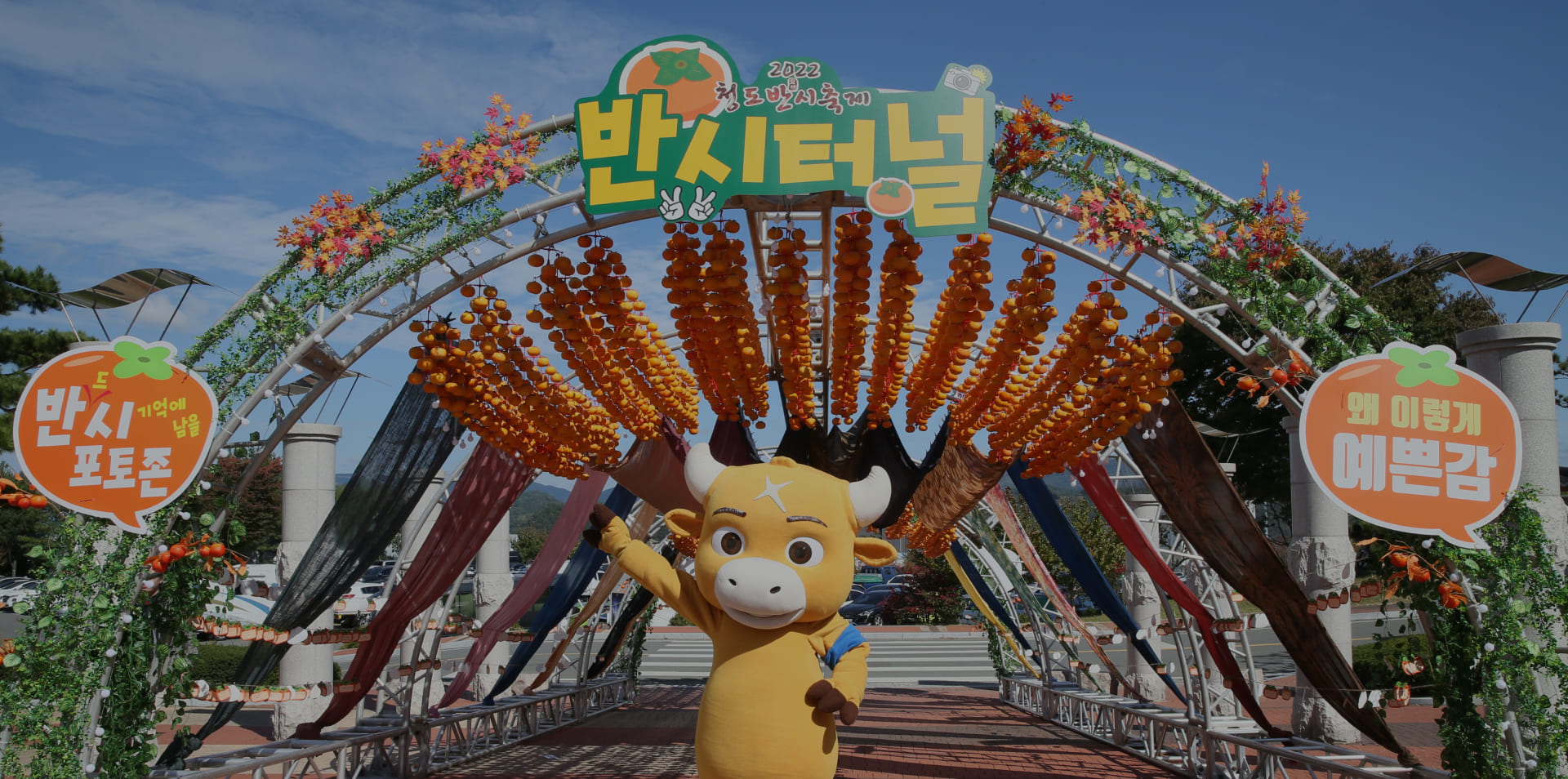 청도 감 축제